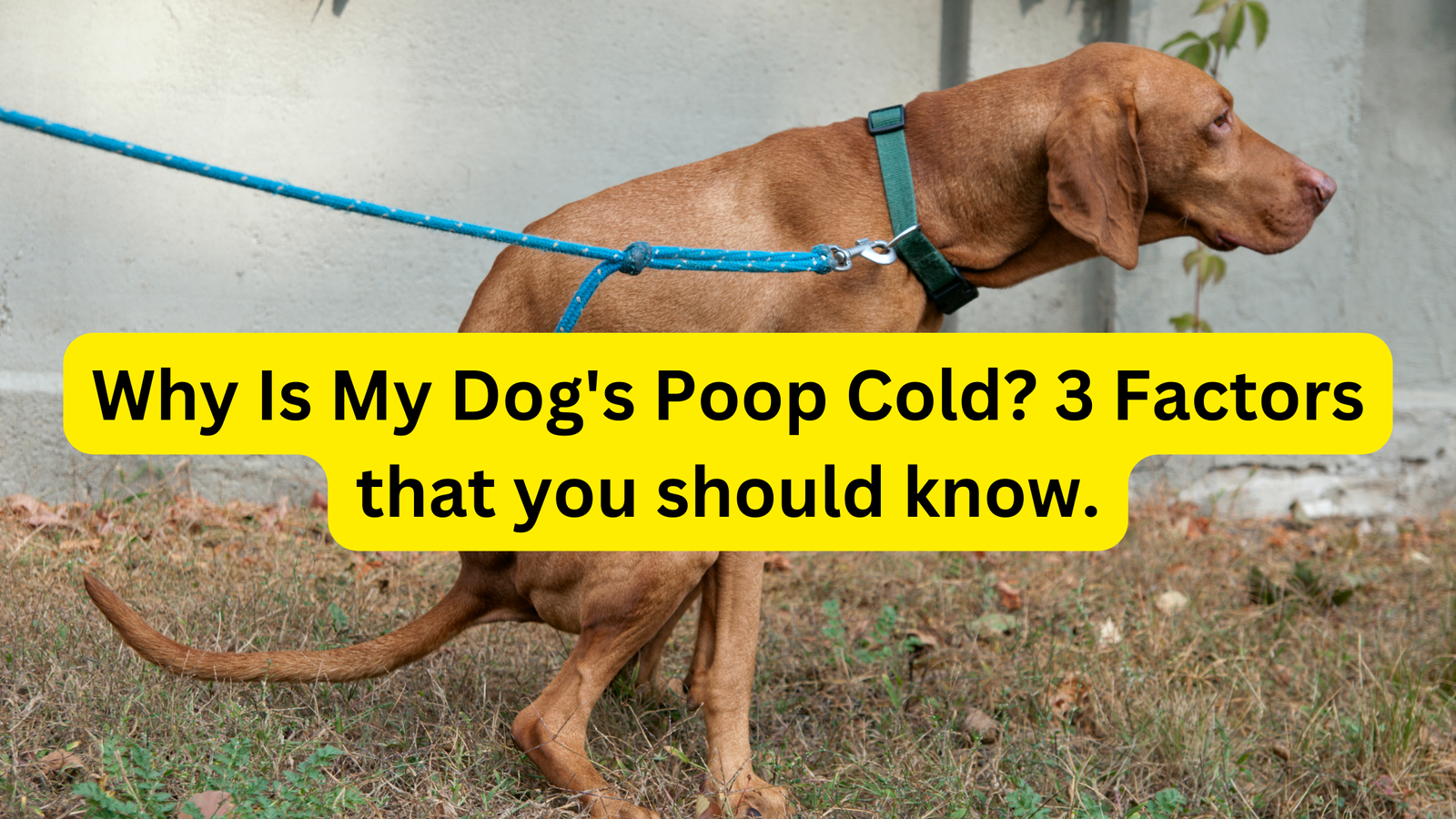 Why Is My Dog's Poop Cold