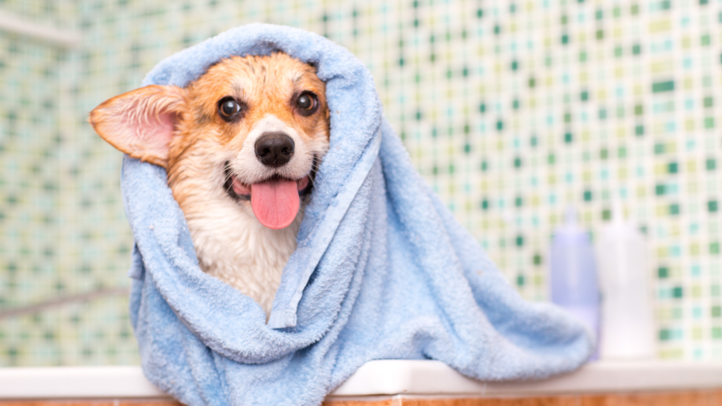 Why is my dog Shivering after Bath |