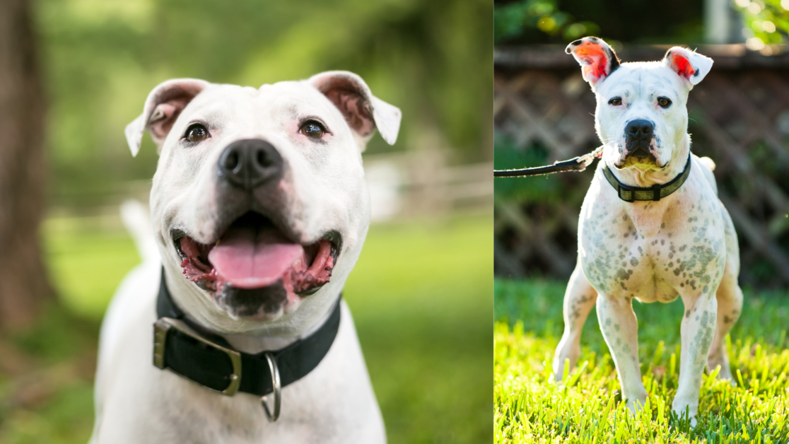 American Bulldog Pitbull Mix: Energetic & Affectionate!