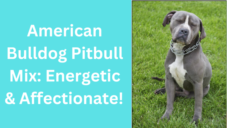 American Bulldog Pitbull Mix