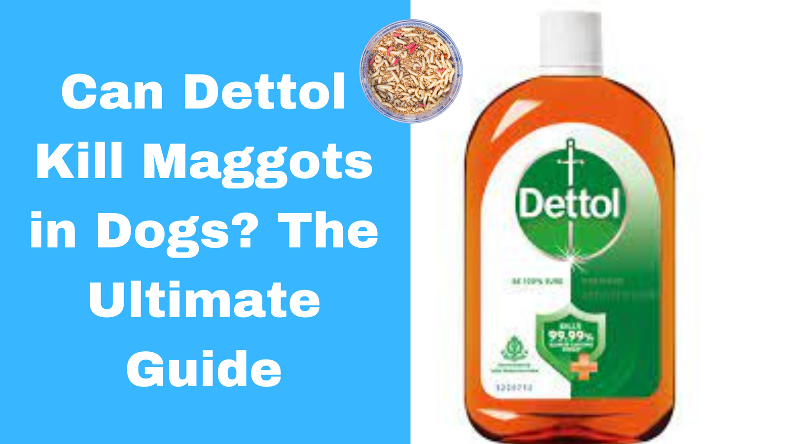 Can Dettol Kill Maggots in Dogs