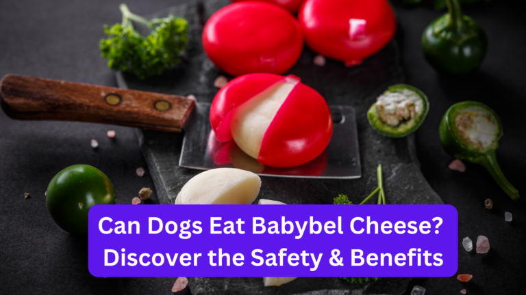 Can dogs eat Babybel cheese
