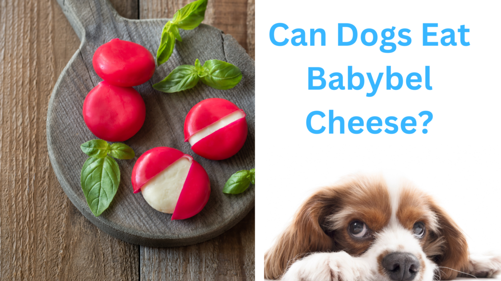 Can Dogs Eat Babybel Cheese?