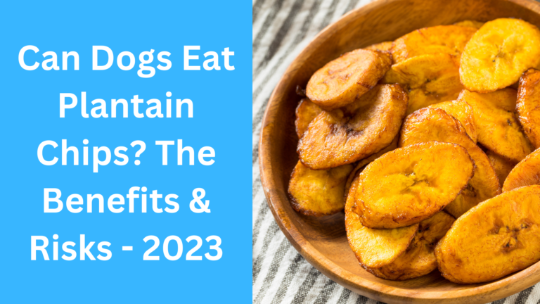 Can Dogs Eat Plantain Chips