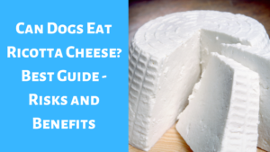 Can Dogs Eat Ricotta Cheese