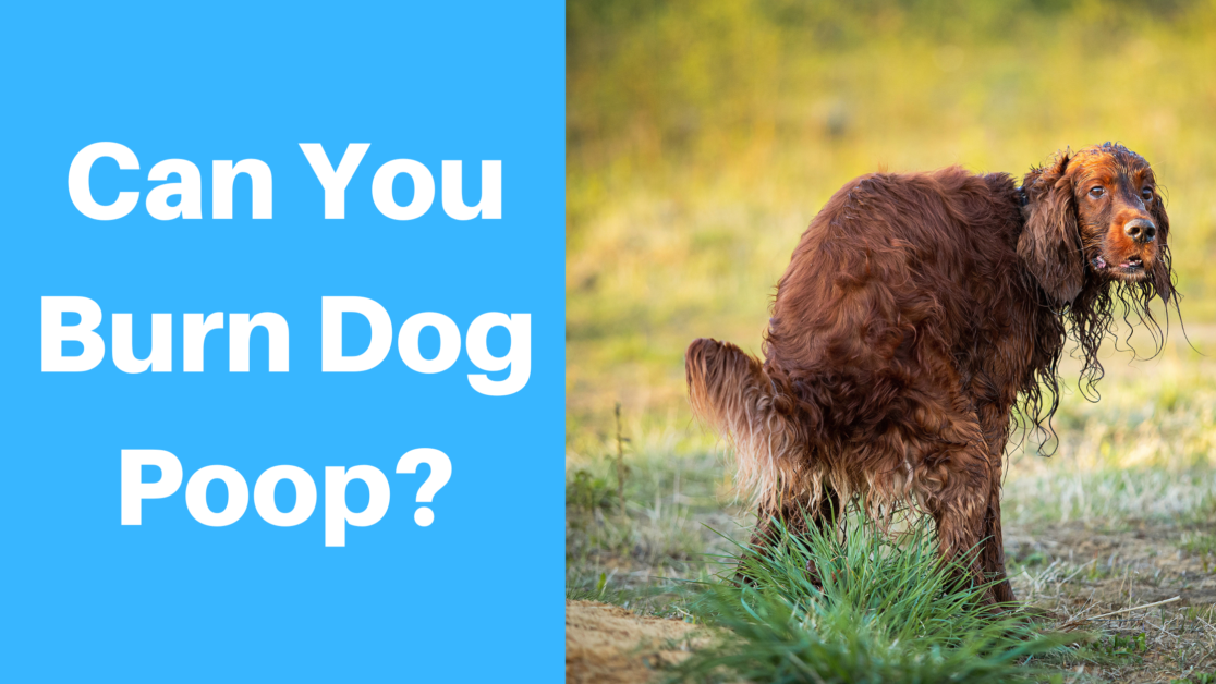 Can You Burn Dog Poop?