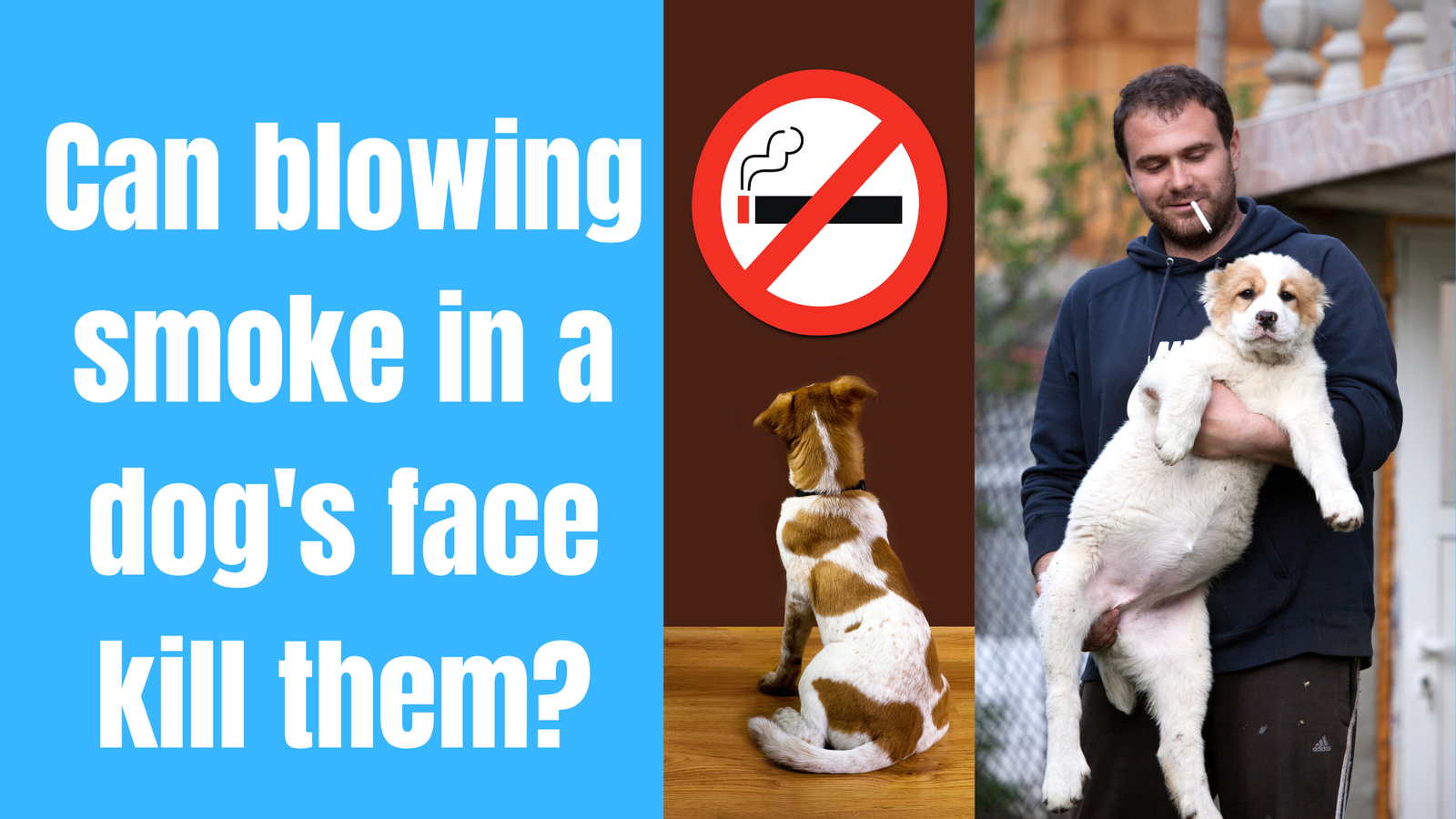 Can blowing smoke in a dog's face kill them