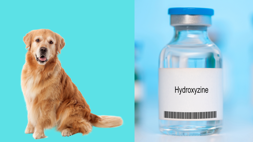Can hydroxyzine kill dogs?
