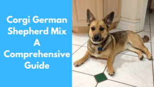 Corgi German Shepherd Mix