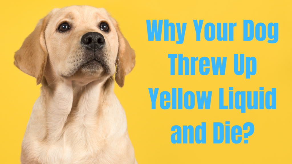 why-your-dog-threw-up-yellow-liquid-and-died-best-guide