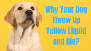 Dog Threw Up Yellow Liquid and Died