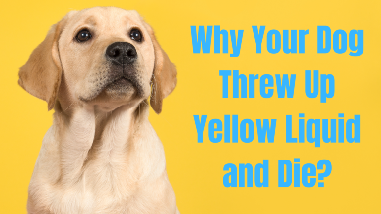 Dog Threw Up Yellow Liquid and Died