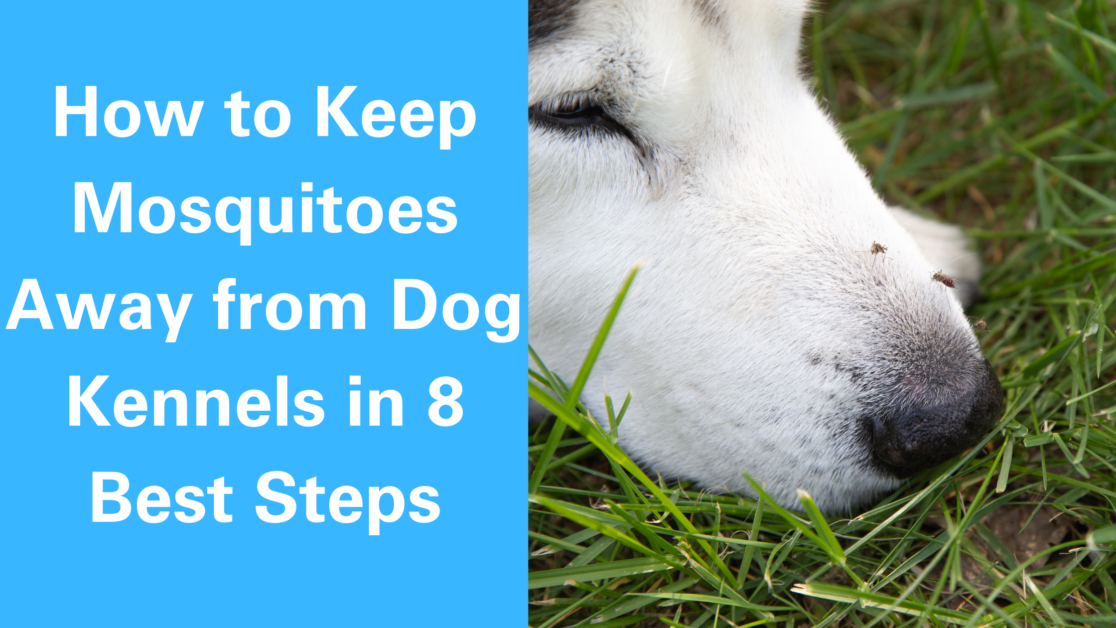 How to Keep Mosquitoes Away from Dog Kennels