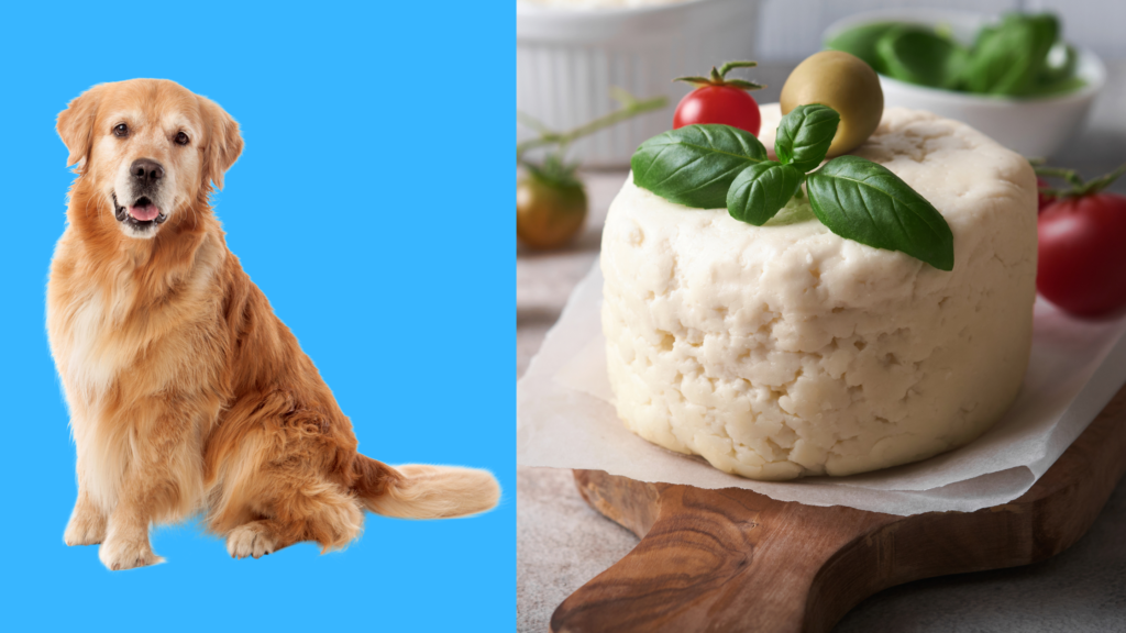 Is ricotta cheese safe for dogs can dogs have ricotta cheese |