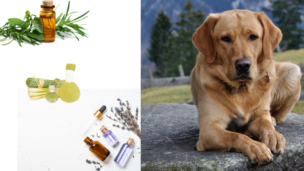 Natural Mosquito Repellents for Dogs |