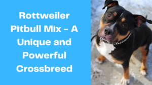 Rottweiler Pitbull Mix