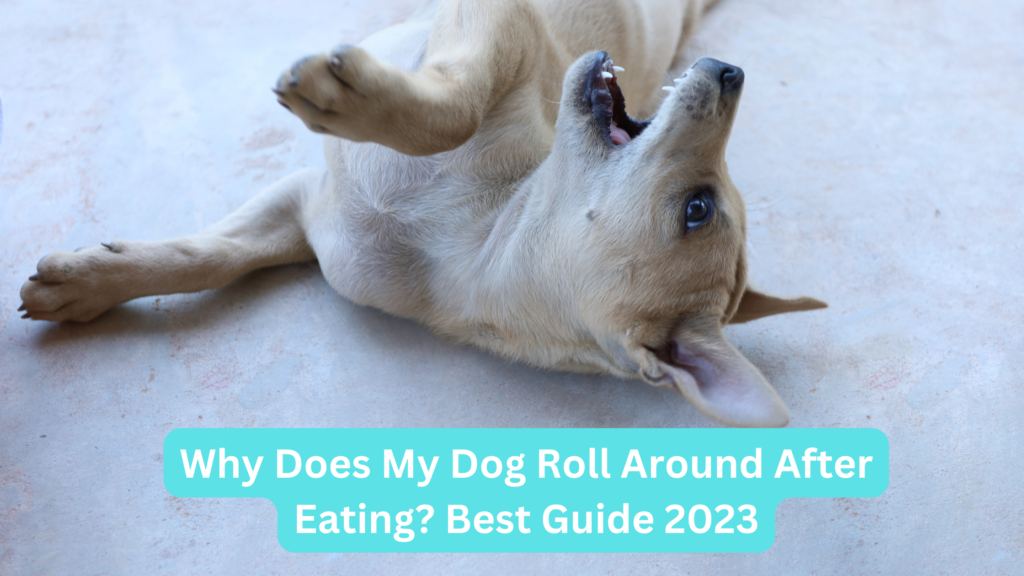 Why Does My Dog Roll Around After Eating? Best Guide 2023