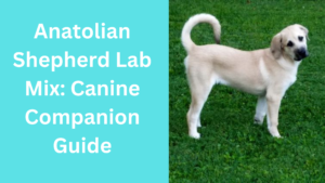 Anatolian Shepherd Lab Mix: Canine Companion Guide