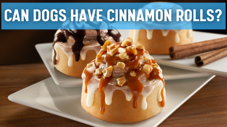 Can Dogs Have Cinnamon Rolls?