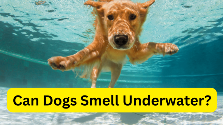 Can Dogs Smell Underwater