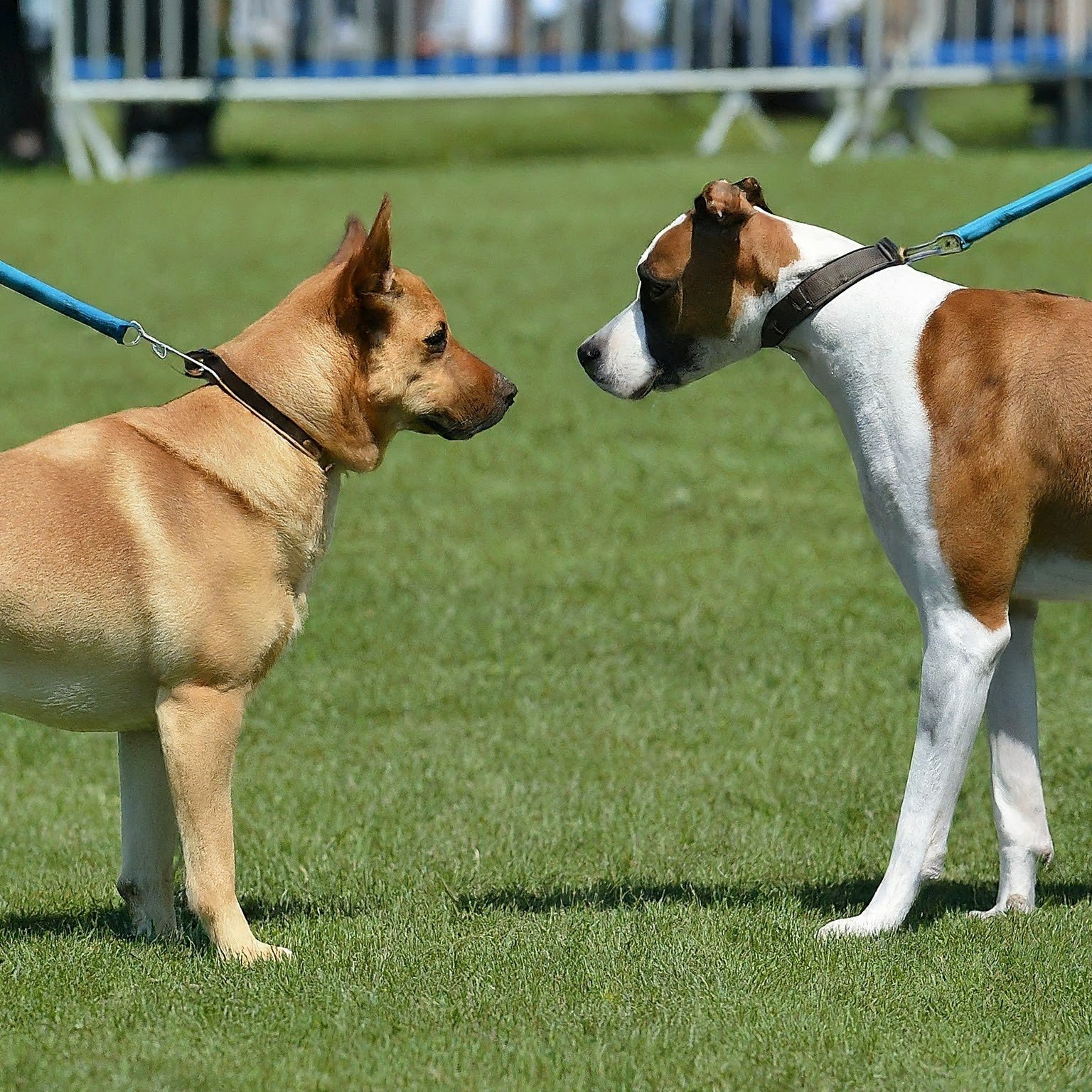 Two leashed dogs sniffing the ground in a park