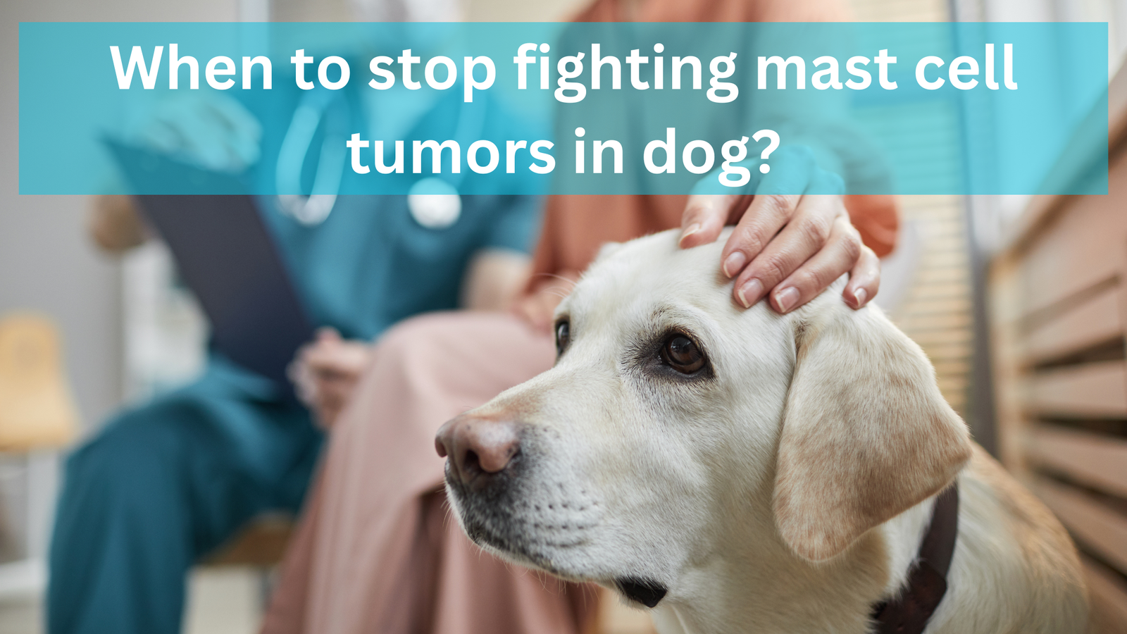 When to stop fighting mast cell tumors in dog?