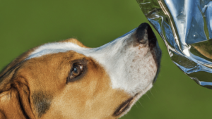 can dogs smell through mylar bags