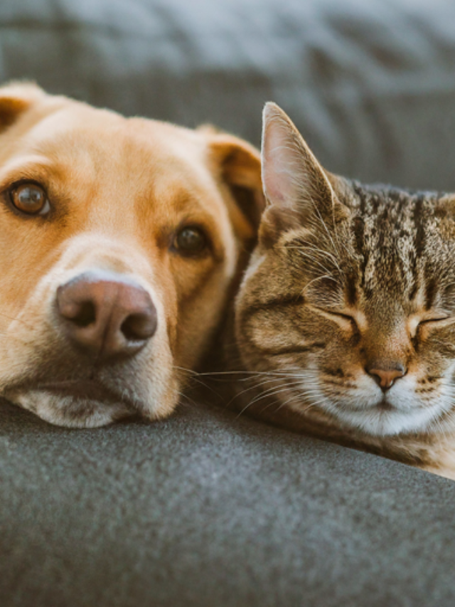 A close-up photo of a happy dog and a content cat snuggled together on a couch.