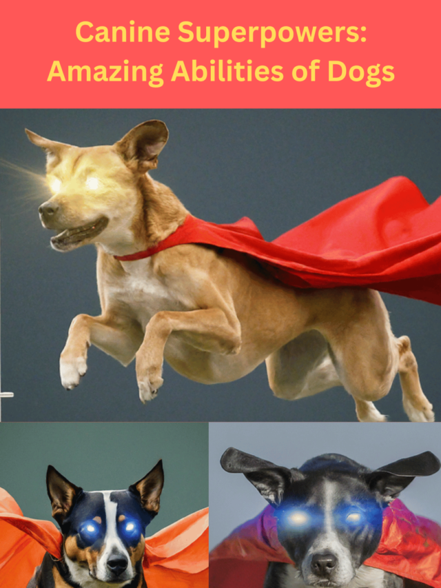 Canine Superpowers: Amazing Abilities of Dogs