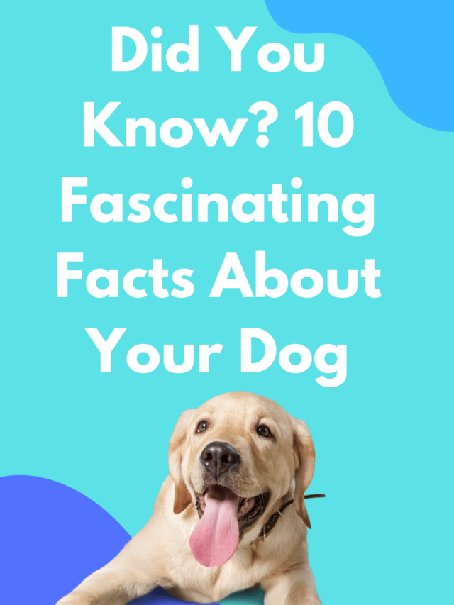 Did You Know? 10 Fascinating Facts About Your Dog