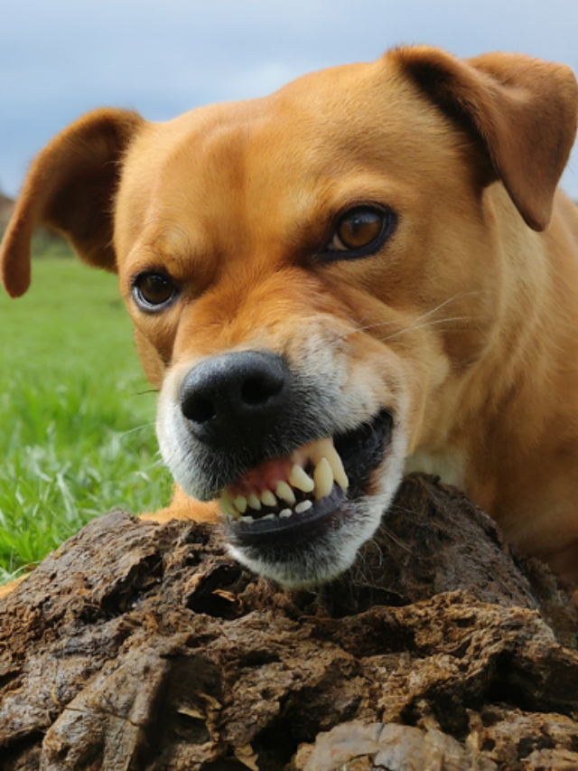 The Baffling Burger: Why Does My Dog Eat Cow Poop?