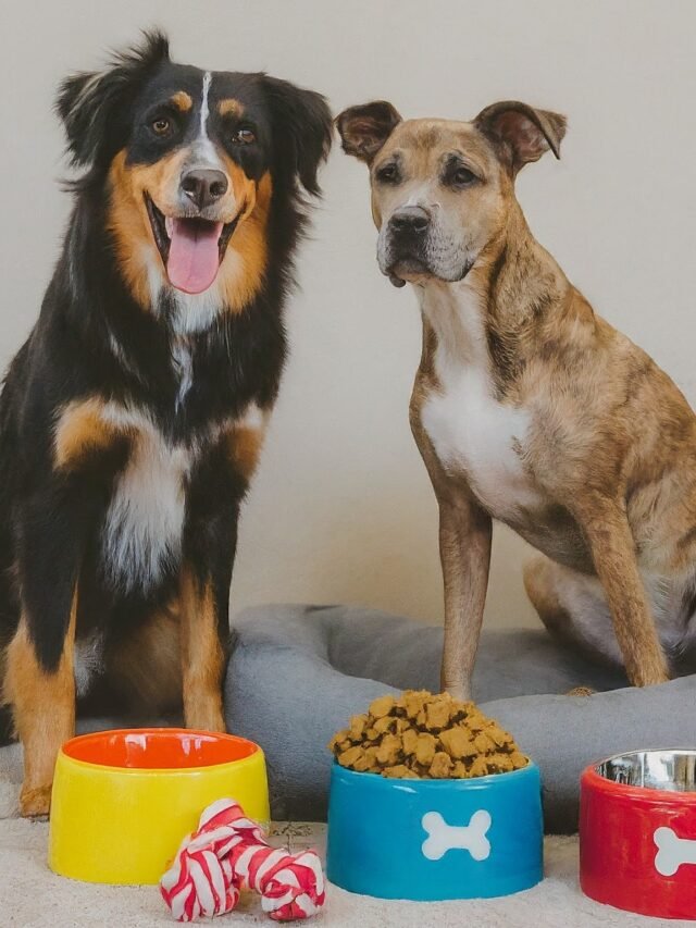 everything two food bowl dogs and toys.png