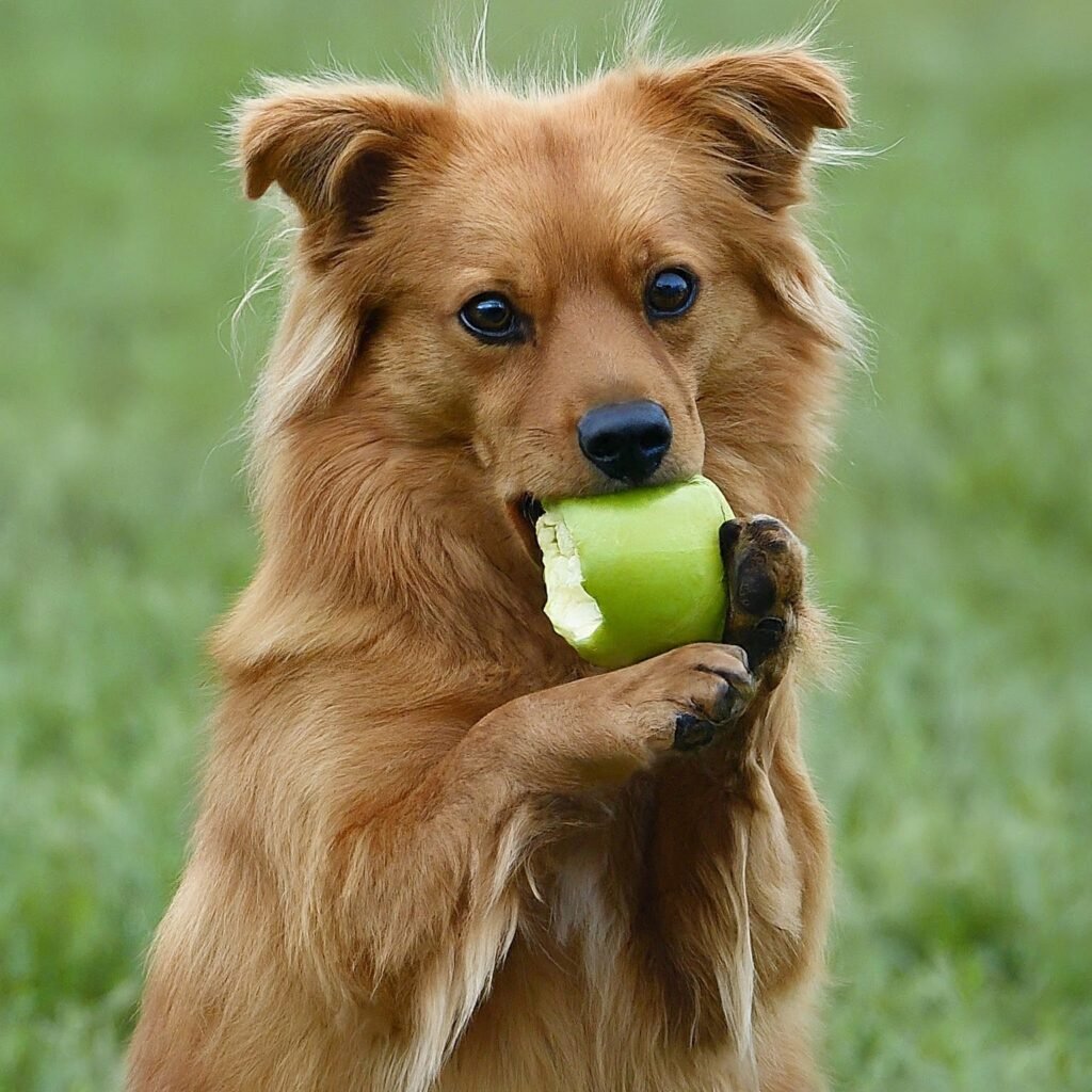 Can Dogs Eat Green Apples with Skin
