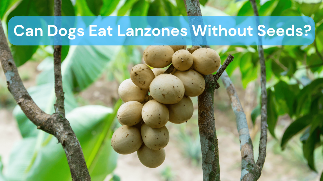 Can Dogs Eat Lanzones Without Seeds