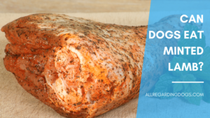 Can Dogs Eat Minted Lamb