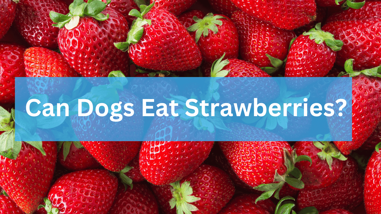 Can Dogs Eat Strawberries? Best Guide