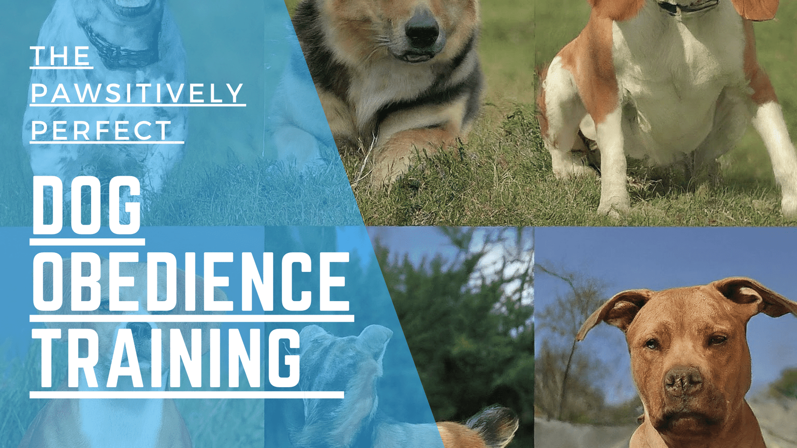 Dog Obedience Training -