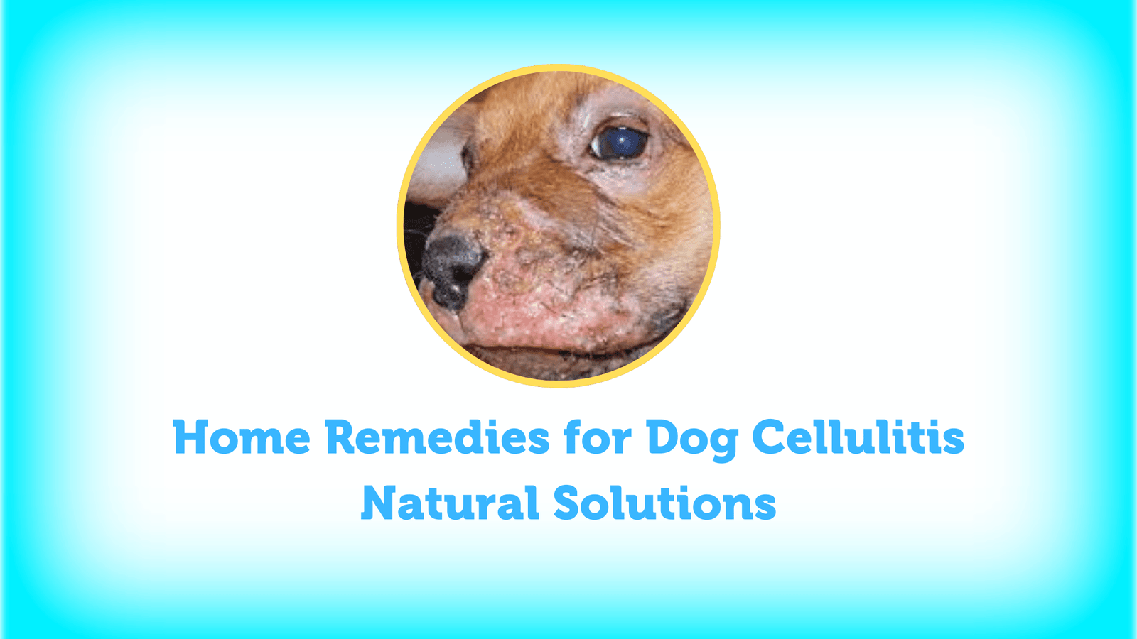 Home Remedies for Dog Cellulitis
