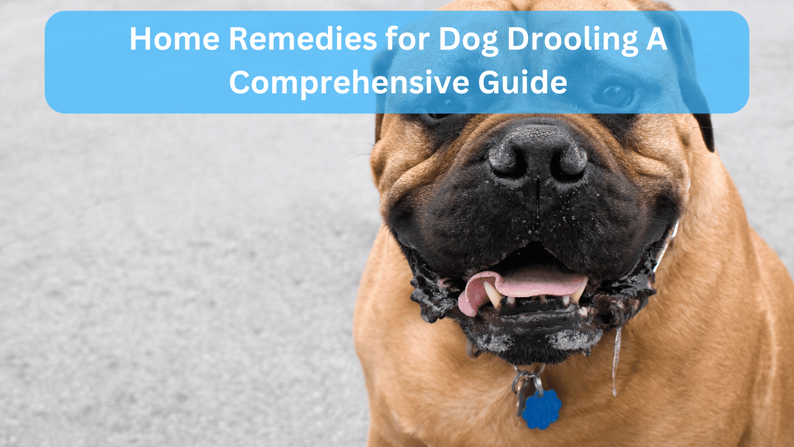 Home Remedies for Dog Drooling