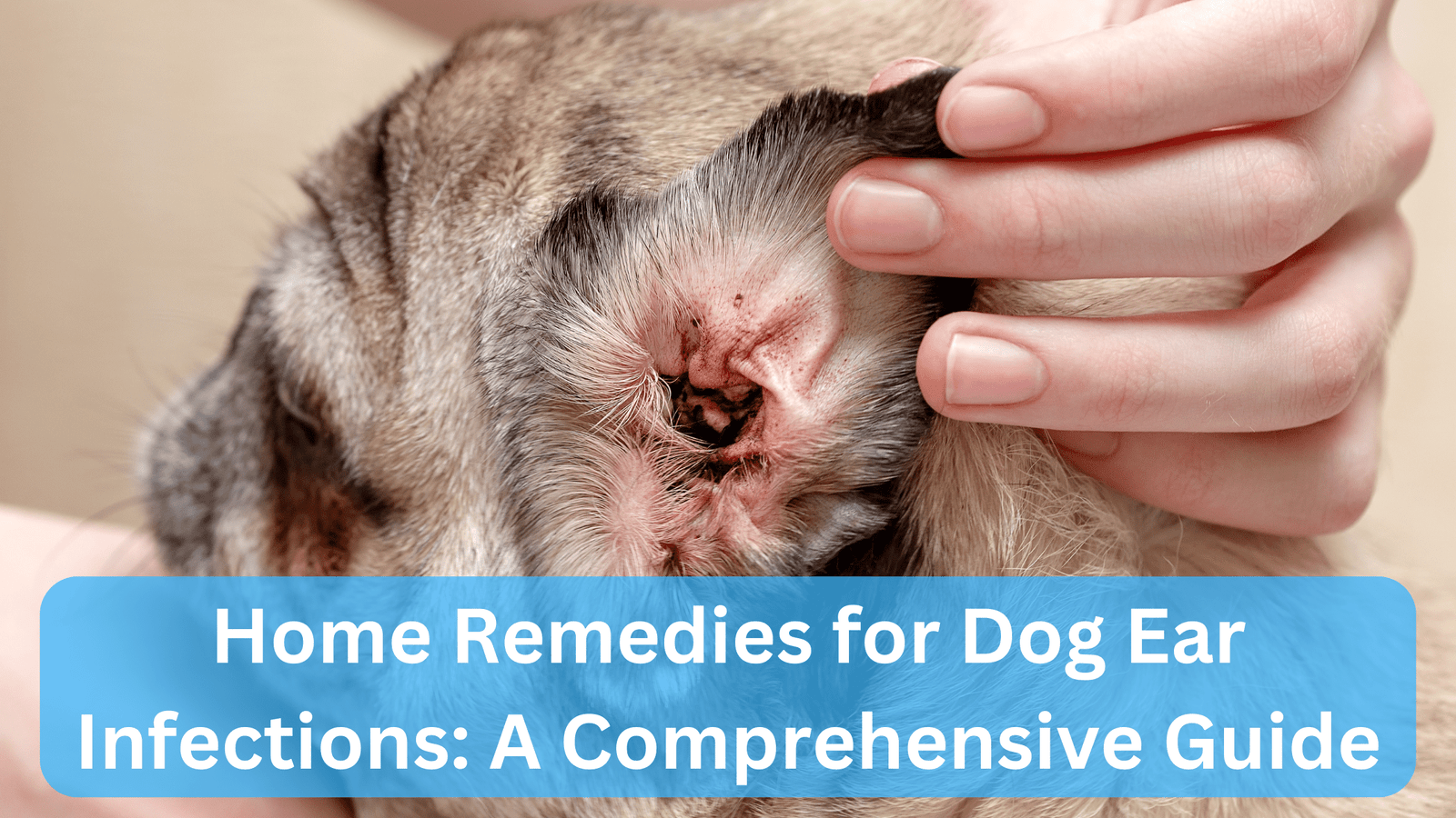 Home Remedies for Dog Ear Infections