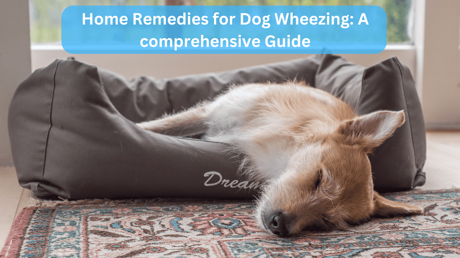Home Remedies for Dog Wheezing