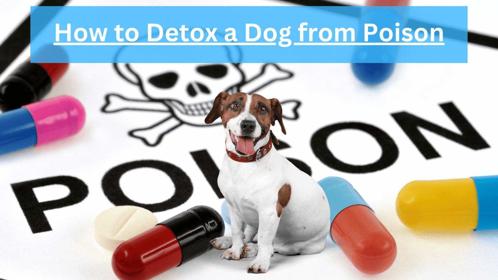 How to Detox a Dog from Poison