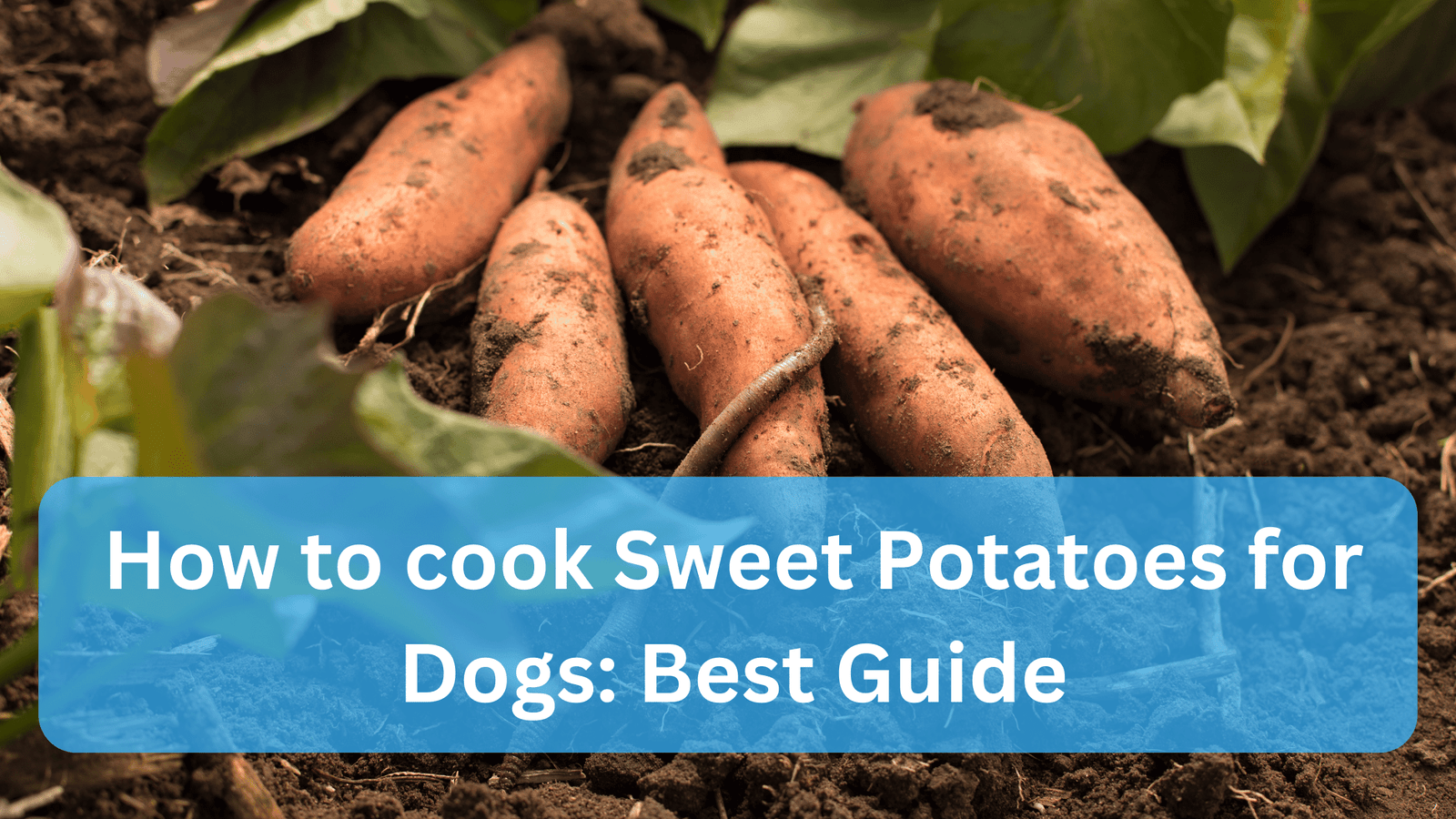 How to cook Sweet Potatoes for Dogs