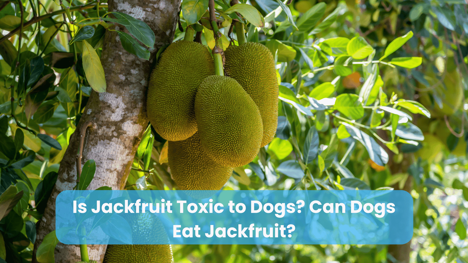 Is Jackfruit Toxic to Dogs