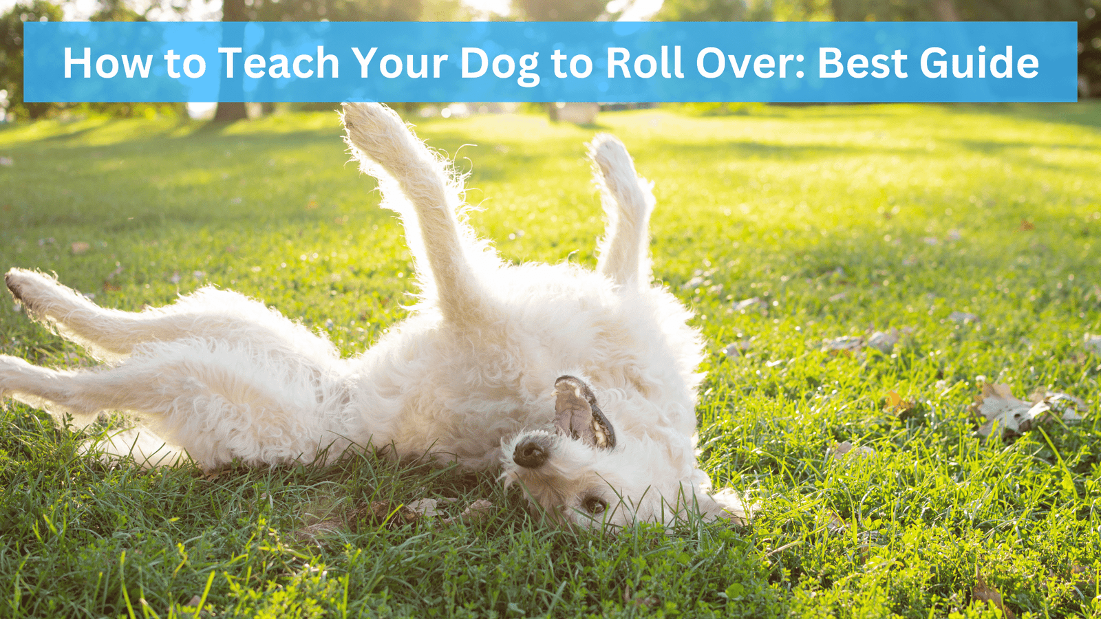 Teach Your Dog to Roll Over