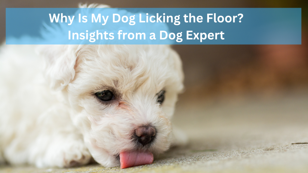 Why Is My Dog Licking The Floor? Insights From A Dog Expert