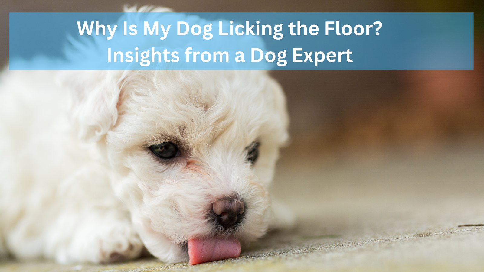 Why Is My Dog Licking the Floor? Insights from a Dog Expert