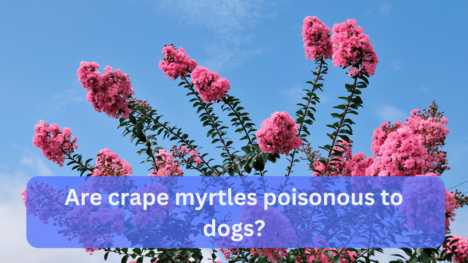 Are Crape Myrtles Poisonous to Dogs
