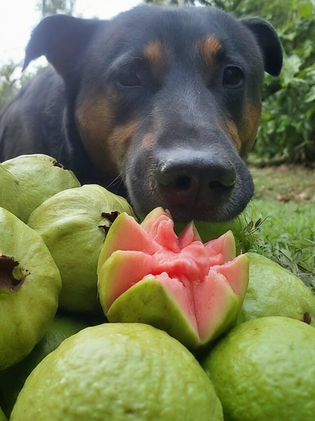 Is Guava Toxic to Dogs?