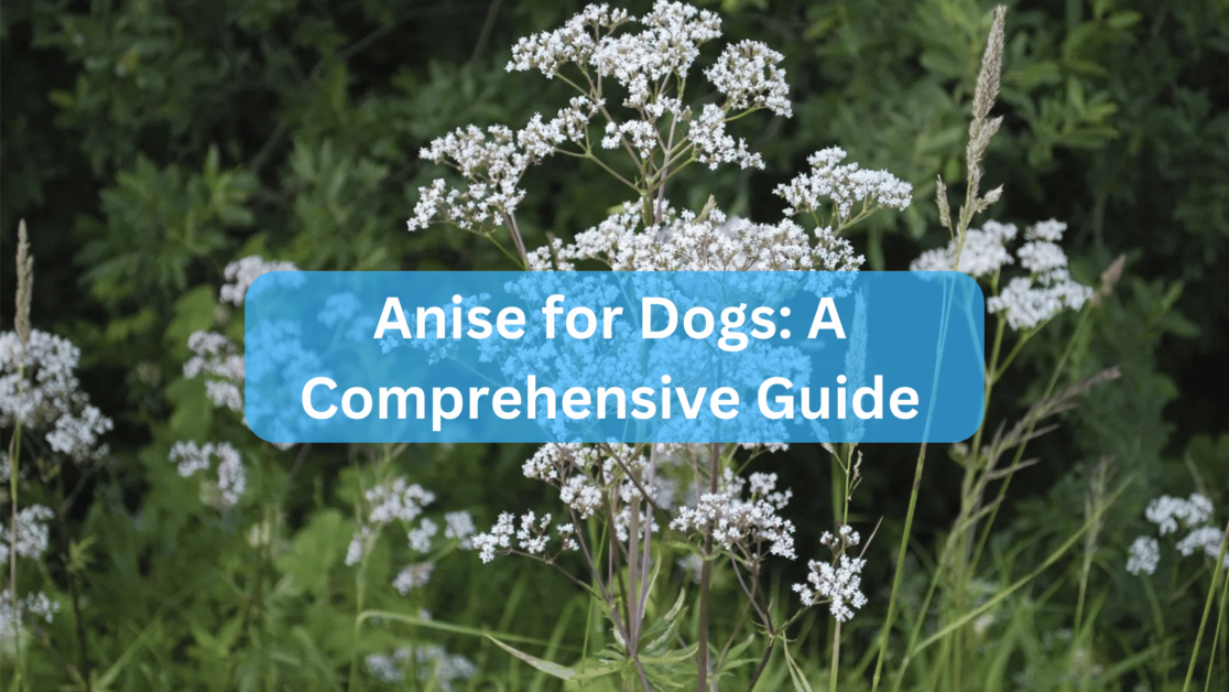 Anise for Dogs